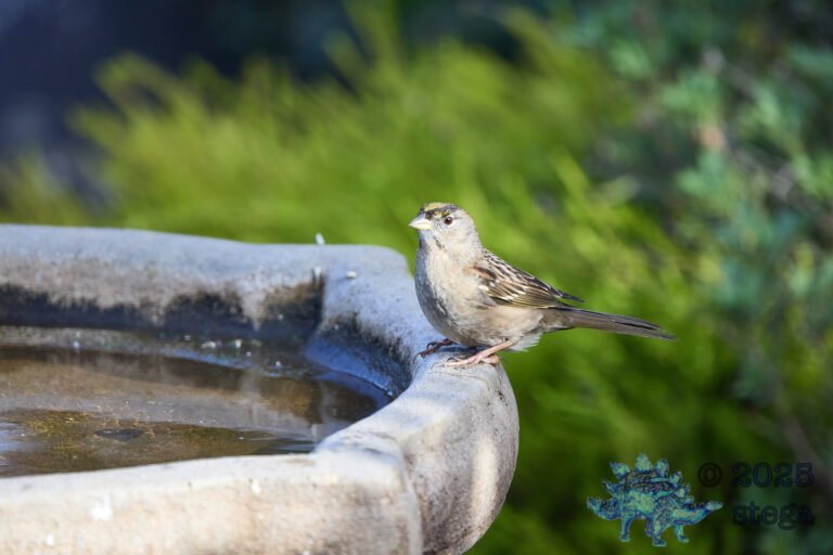 Gold-Crowned Sparrow