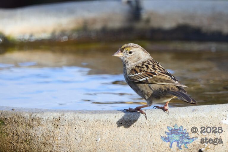 Gold-Crowned Sparrow