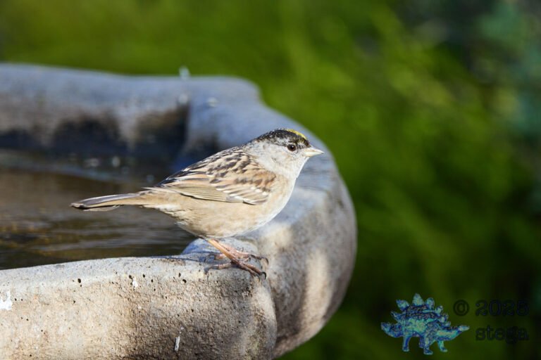 Gold-Crowned Sparrow