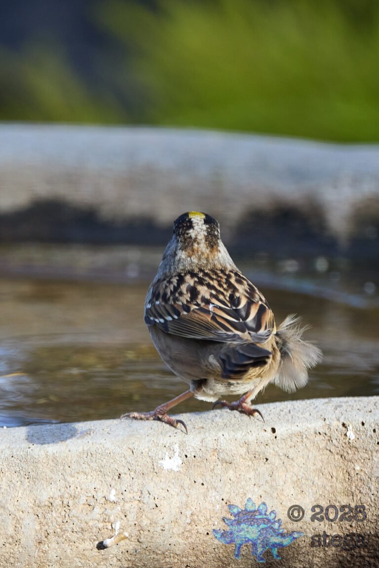 Gold-Crowned Sparrow