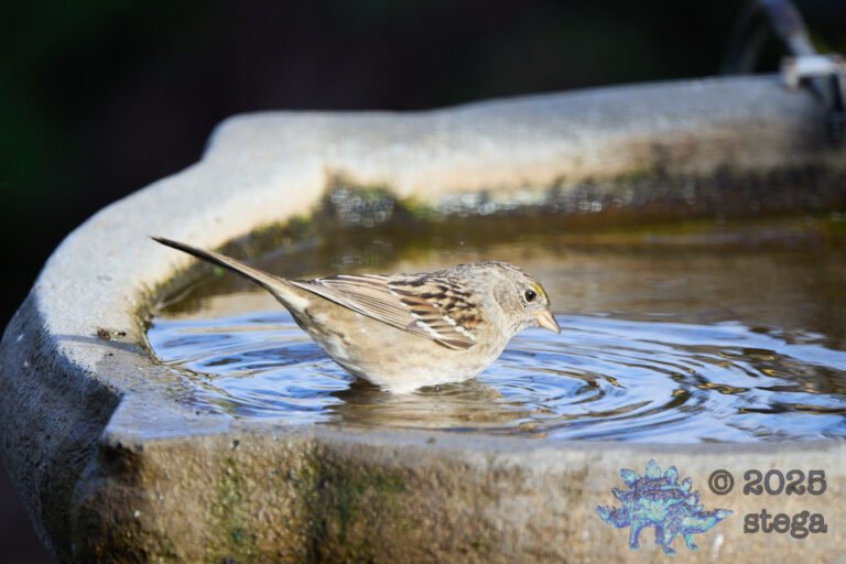 Gold-Crowned Sparrow
