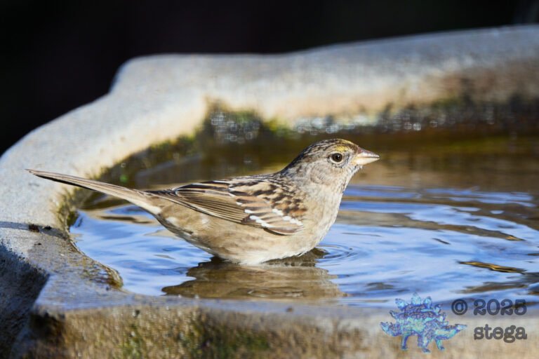Gold-Crowned Sparrow