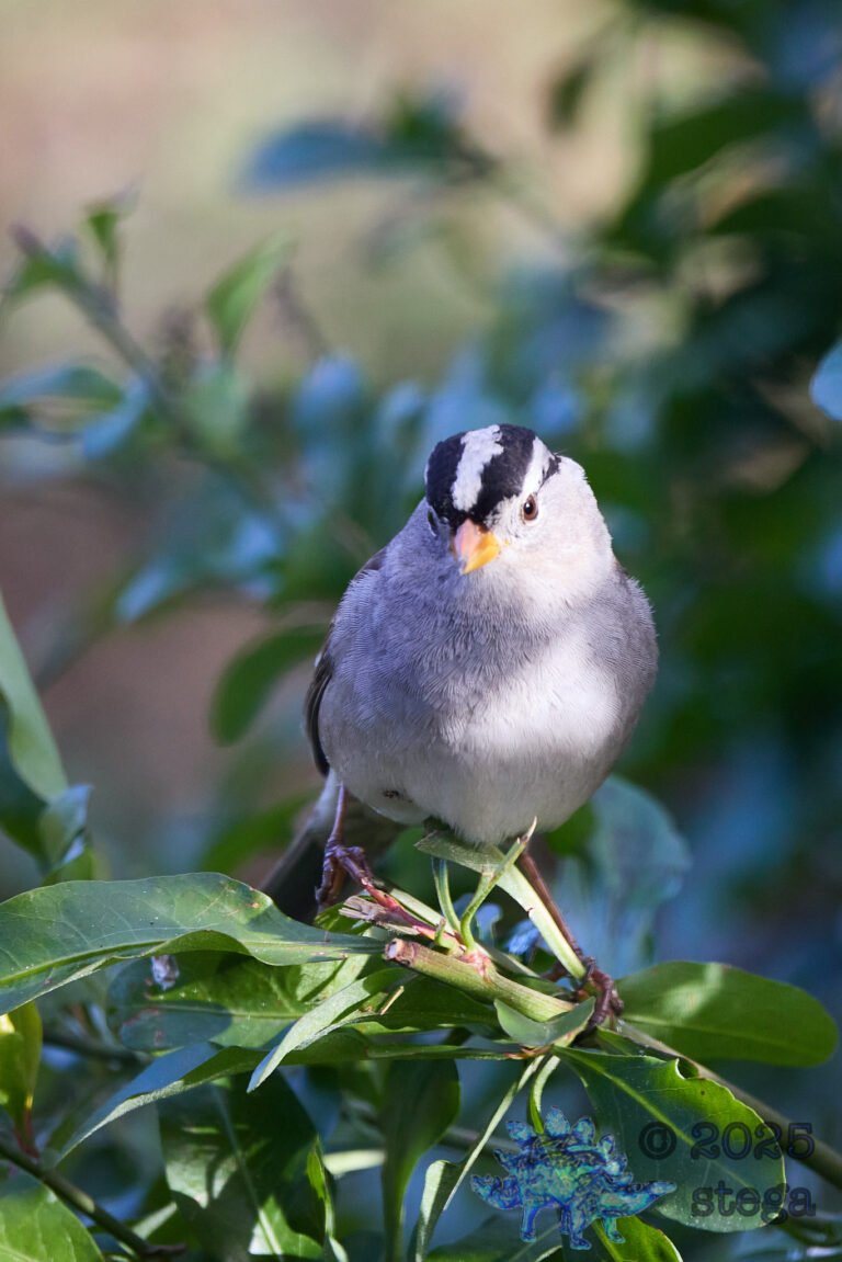 White-Crowned Sparrow