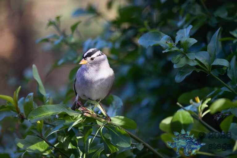 White-Crowned Sparrow