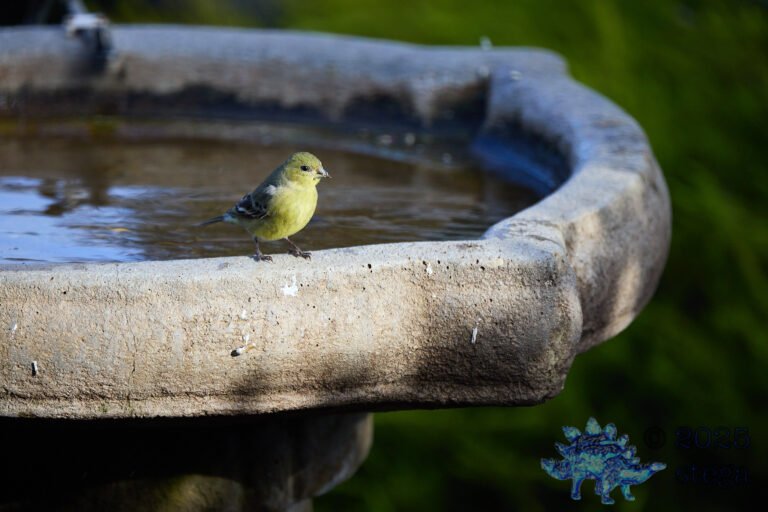 Lesser Goldfinch