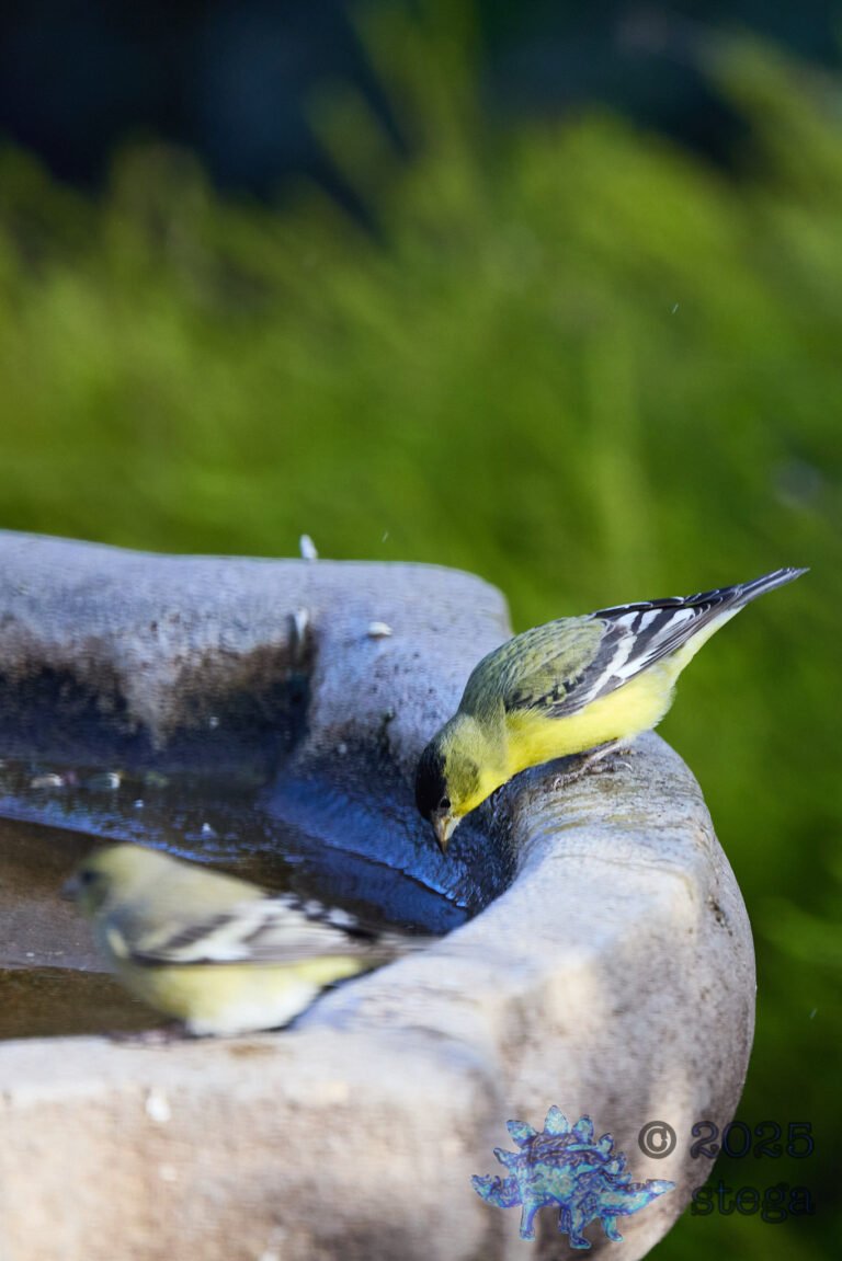 Lesser Goldfinch