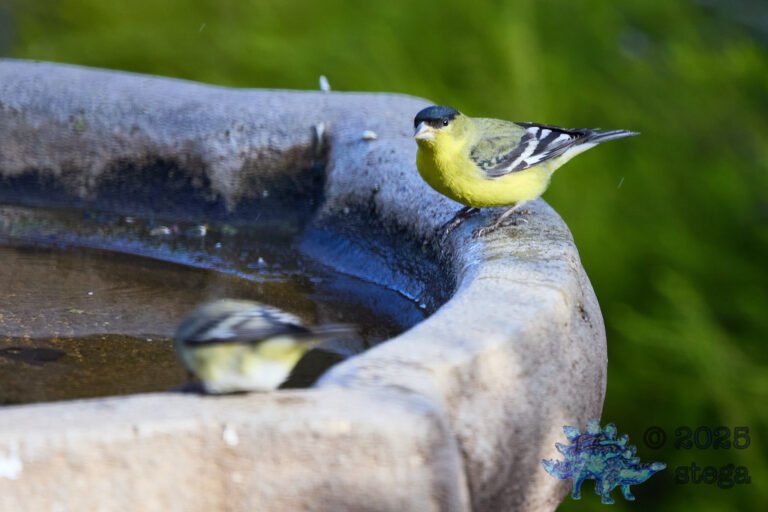 Lesser Goldfinch