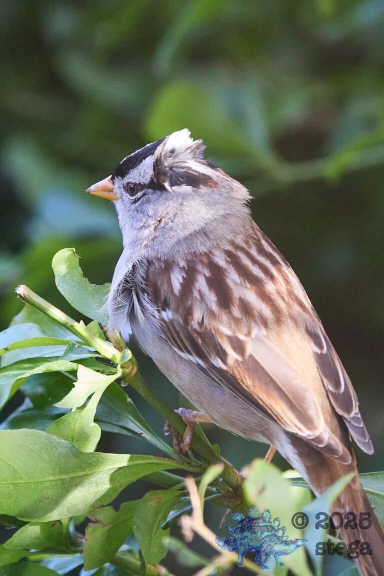 White-Crowned Sparrow