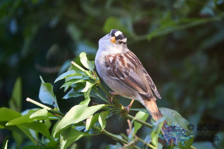 White-Crowned Sparrow