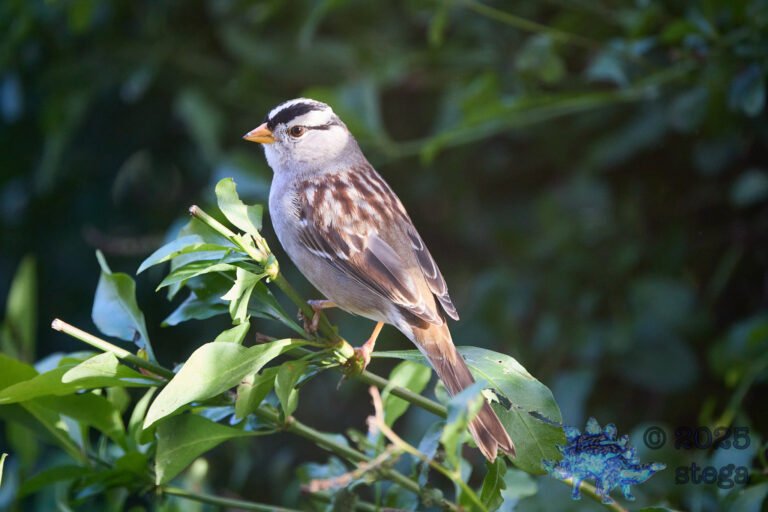 White-Crowned Sparrow