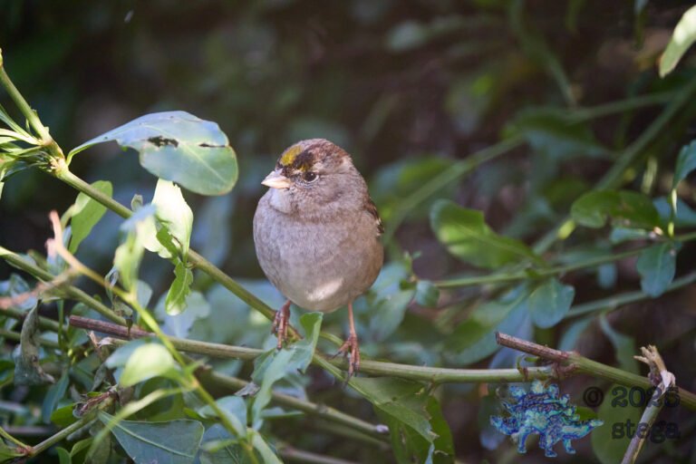 Gold-Crowned Sparrow