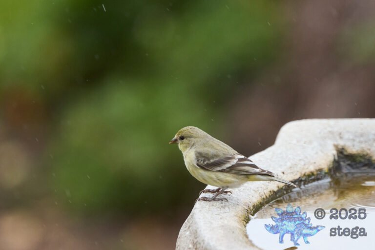 Lesser Goldfinch