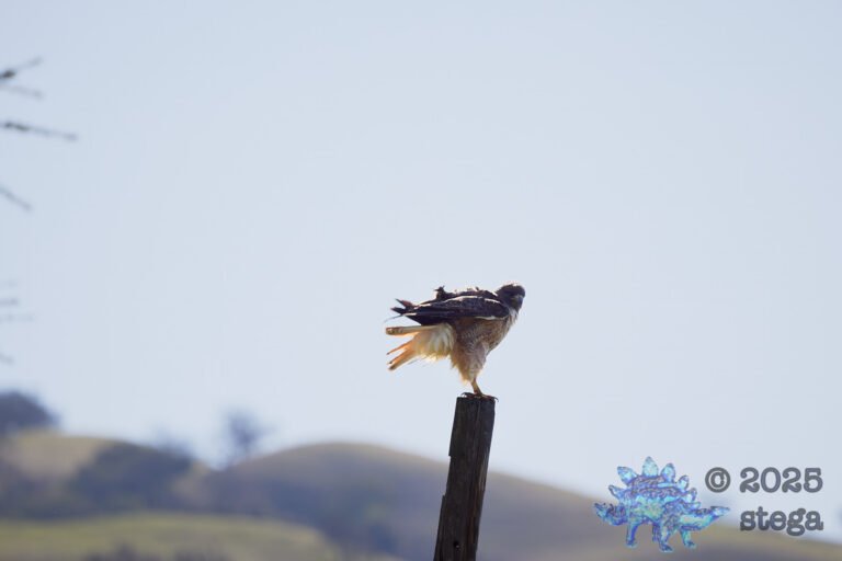 Red-Tailed Hawk