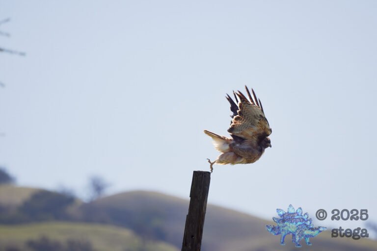Red-Tailed Hawk