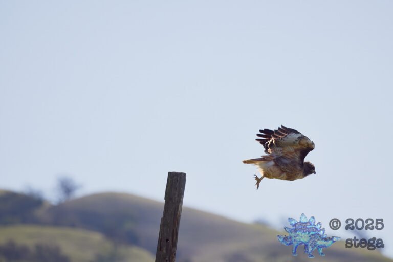 Red-Tailed Hawk