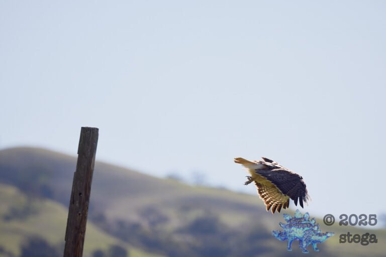 Red-Tailed Hawk