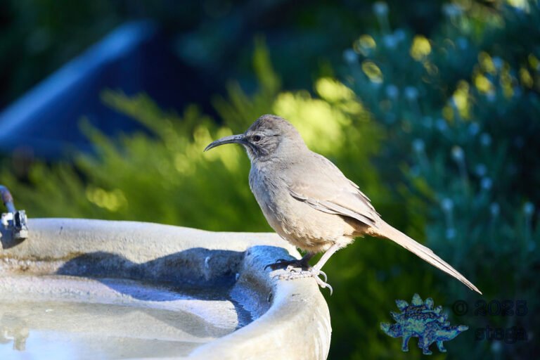 California Thrasher