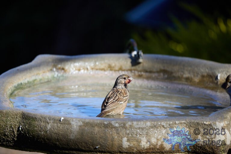 Gold-Crowned Sparrow, Injury