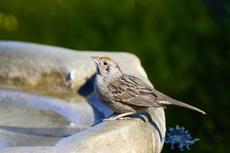 Gold-Crowned Sparrow
