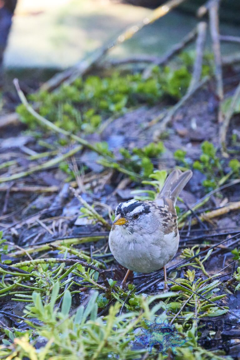 White-Crowned Sparrow