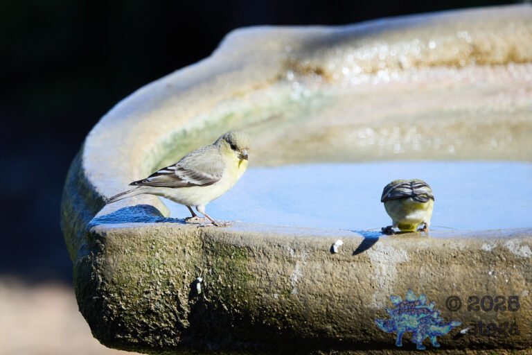 Lesser Goldfinch