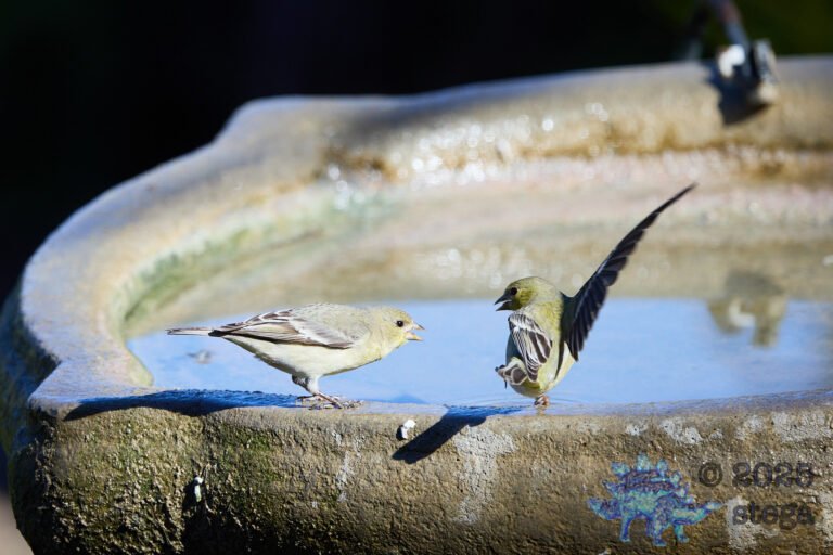 Lesser Goldfinch