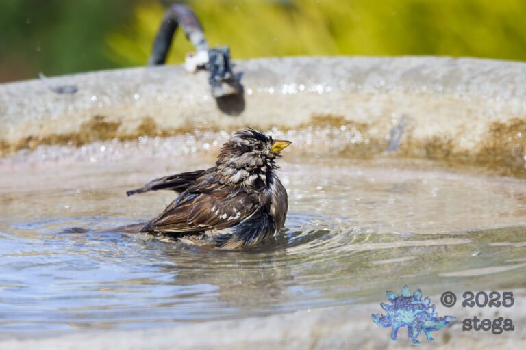 White-Crowned Sparrow