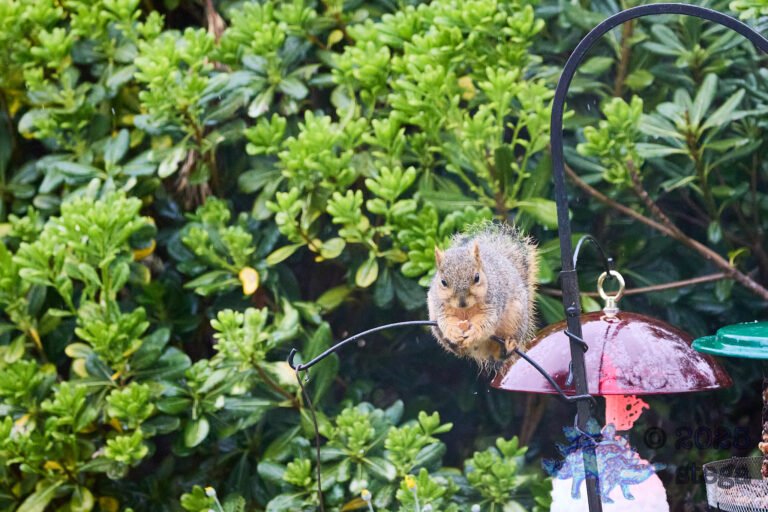 Fox Squirrel