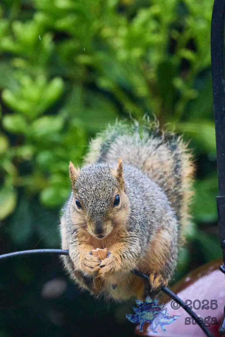 Fox Squirrel