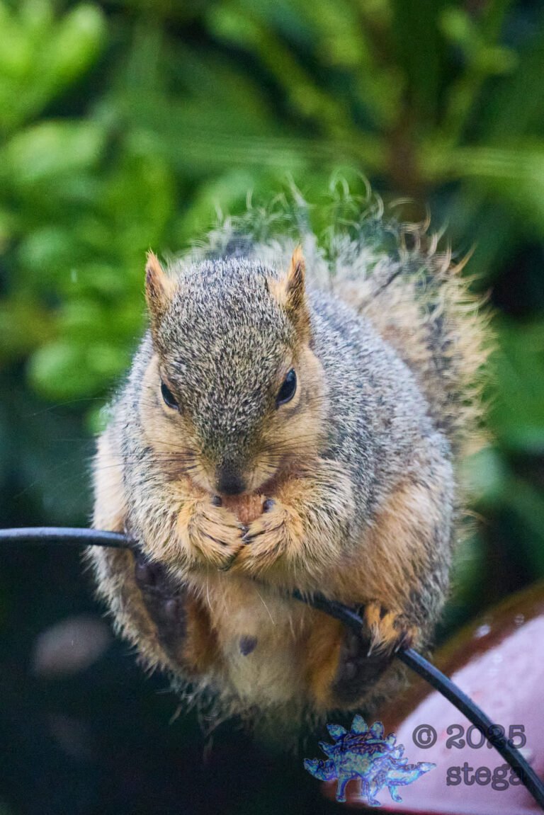 Fox Squirrel