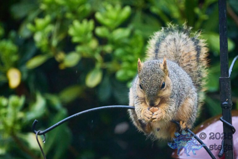 Fox Squirrel