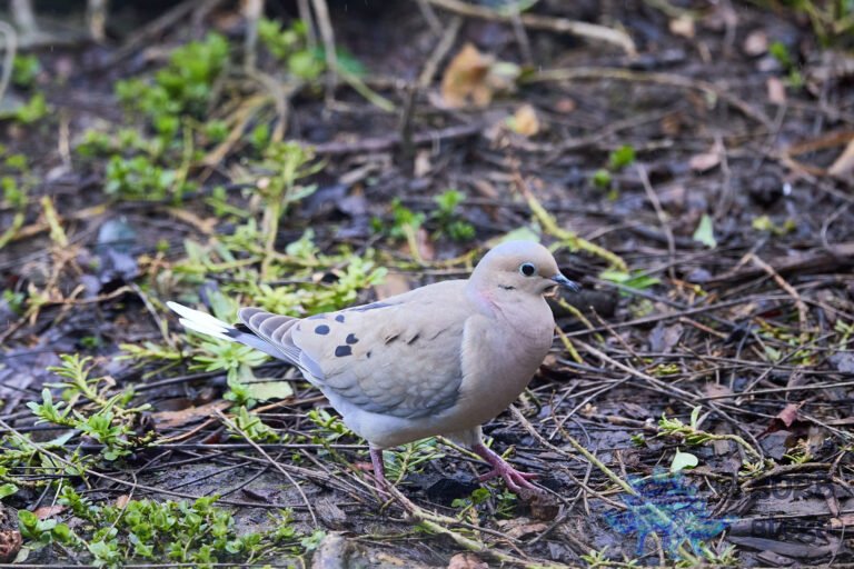Mourning Dove