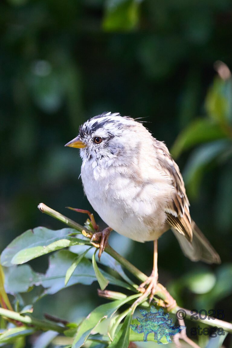 White-Crowned Sparrow