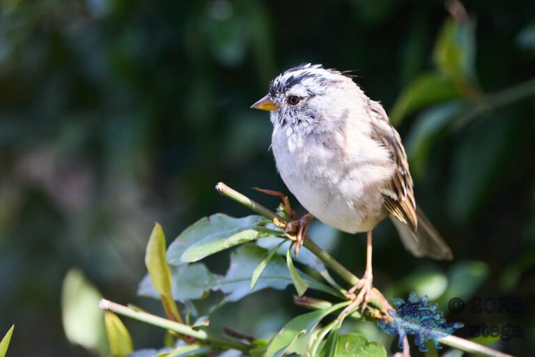 White-Crowned Sparrow