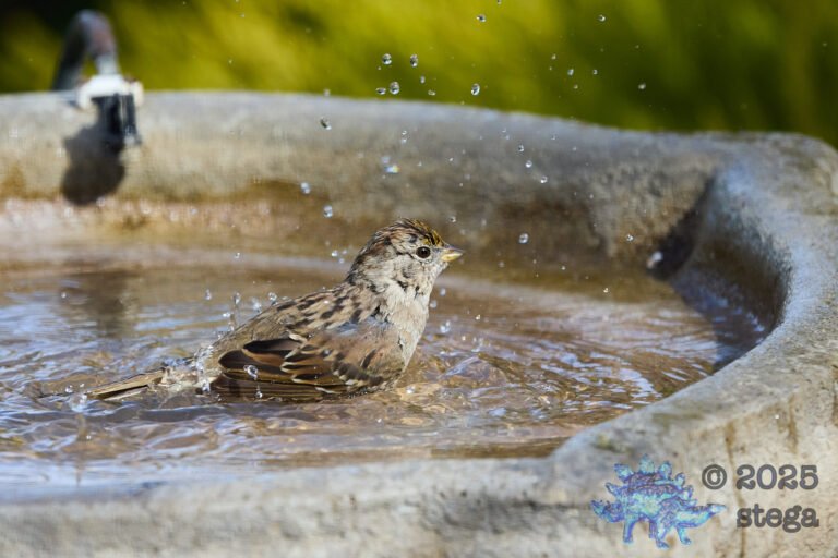 Gold-Crowned Sparrow