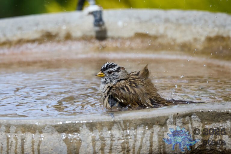 White-Crowned Sparrow
