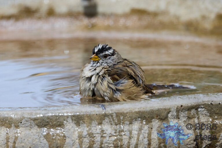 White-Crowned Sparrow