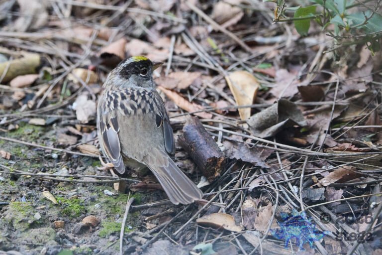 Gold-Crowned Sparrow