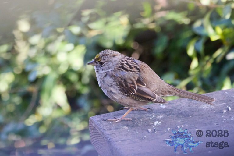 Gold-Crowned Sparrow