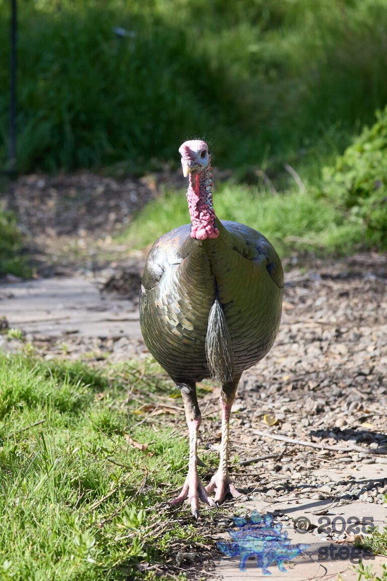Turkey