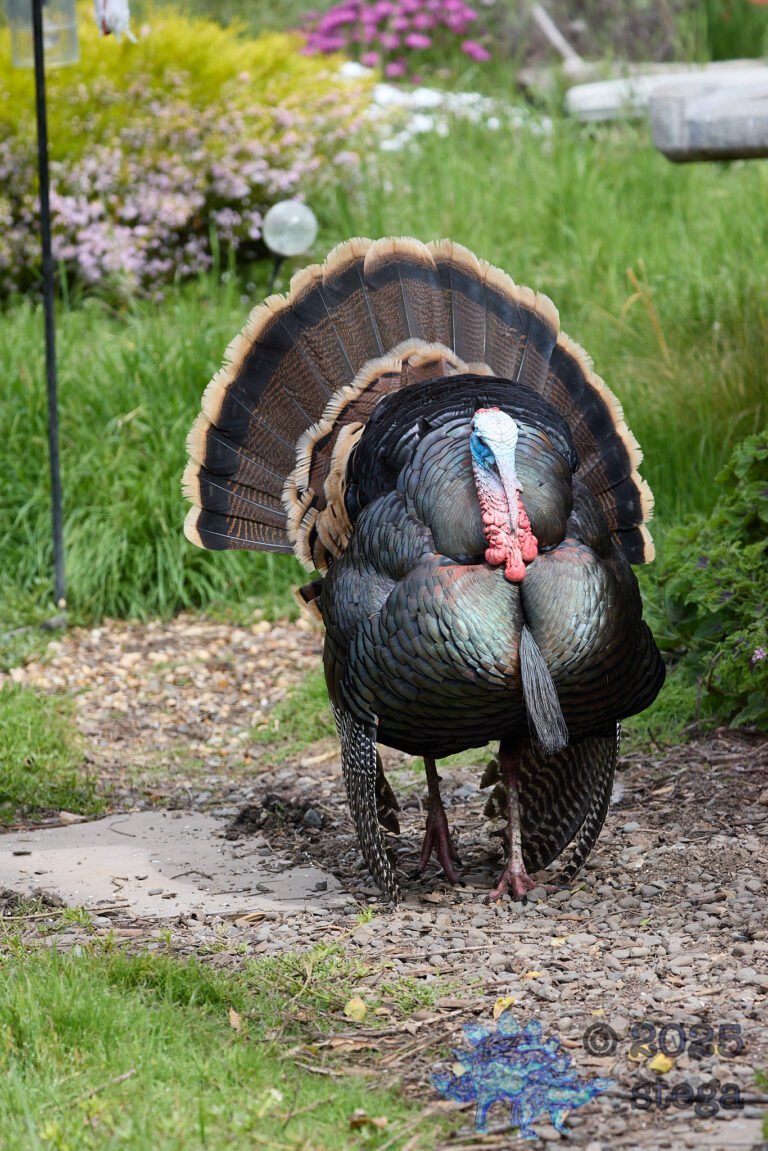 Turkey