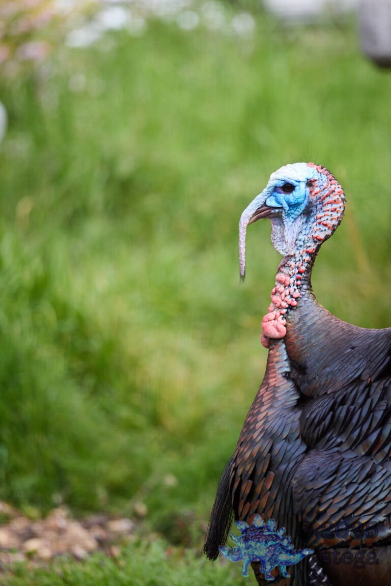 Turkey
