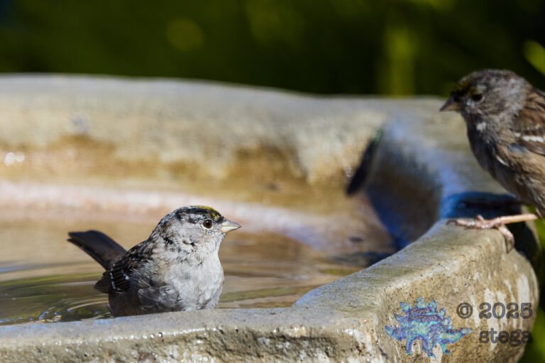 Gold-Crowned Sparrow