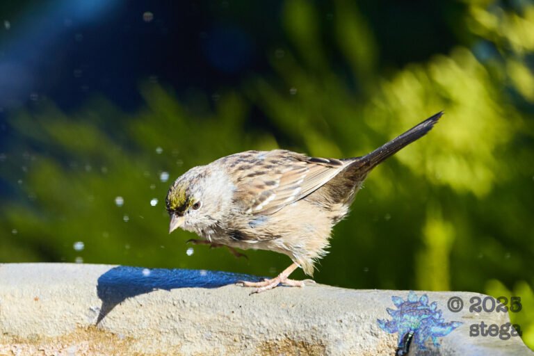 Gold-Crowned Sparrow