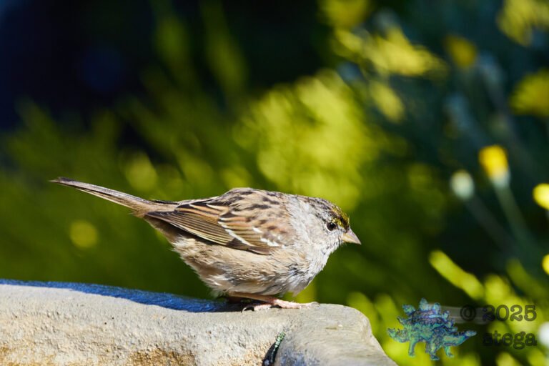 Gold-Crowned Sparrow