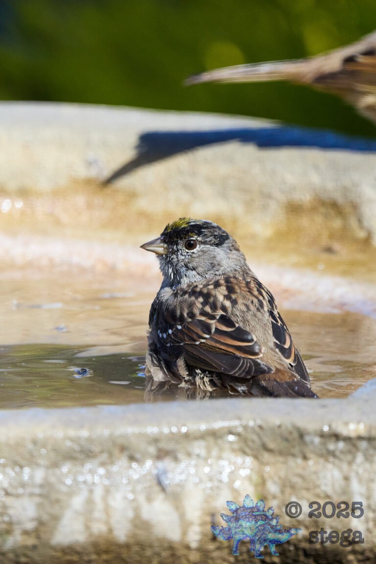 Gold-Crowned Sparrow