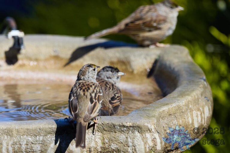 Gold-Crowned Sparrow
