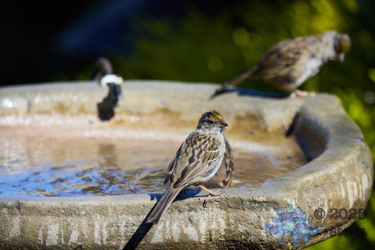 Gold-Crowned Sparrow