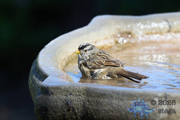 White-Crowned Sparrow