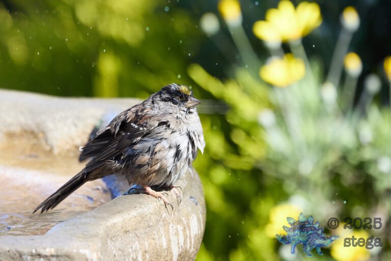 Gold-Crowned Sparrow